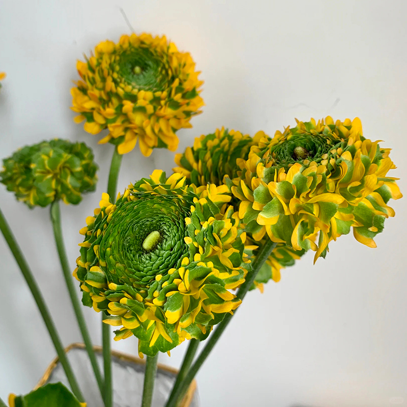 锦鲤洋牡丹鲜切花云南基地直发