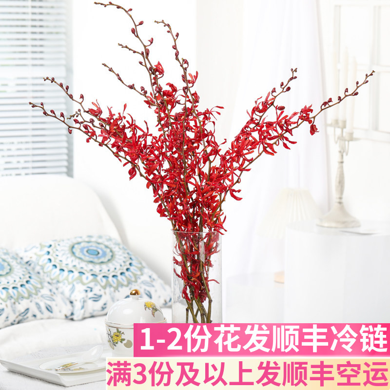 万代兰水养鲜切花鲜花基地直发