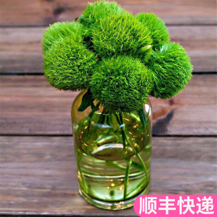 绿毛球鲜花云南直发昆明基地