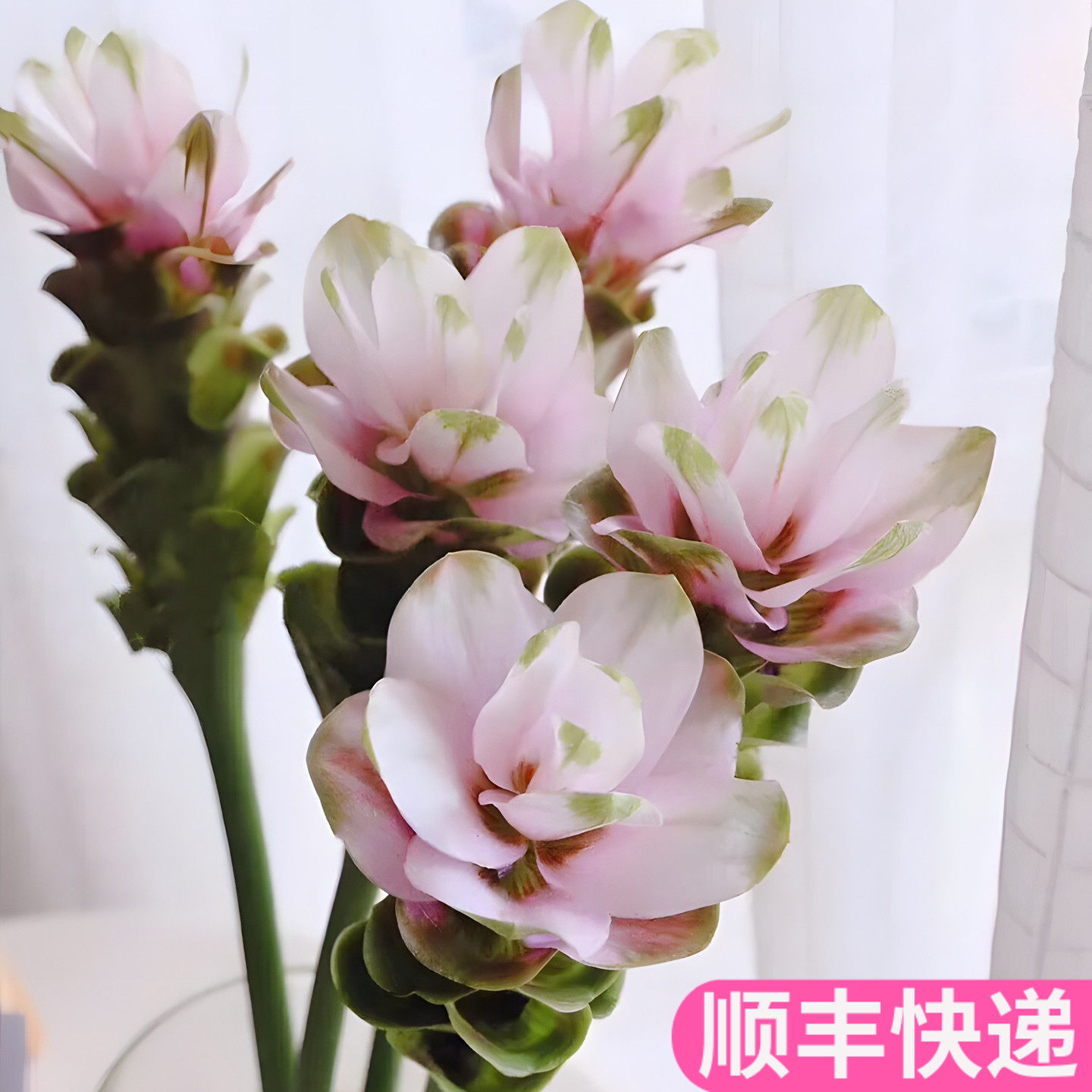 姜荷花鲜花插花家用办公室客厅室内斗南基地直发花卉市场夏鲜切花