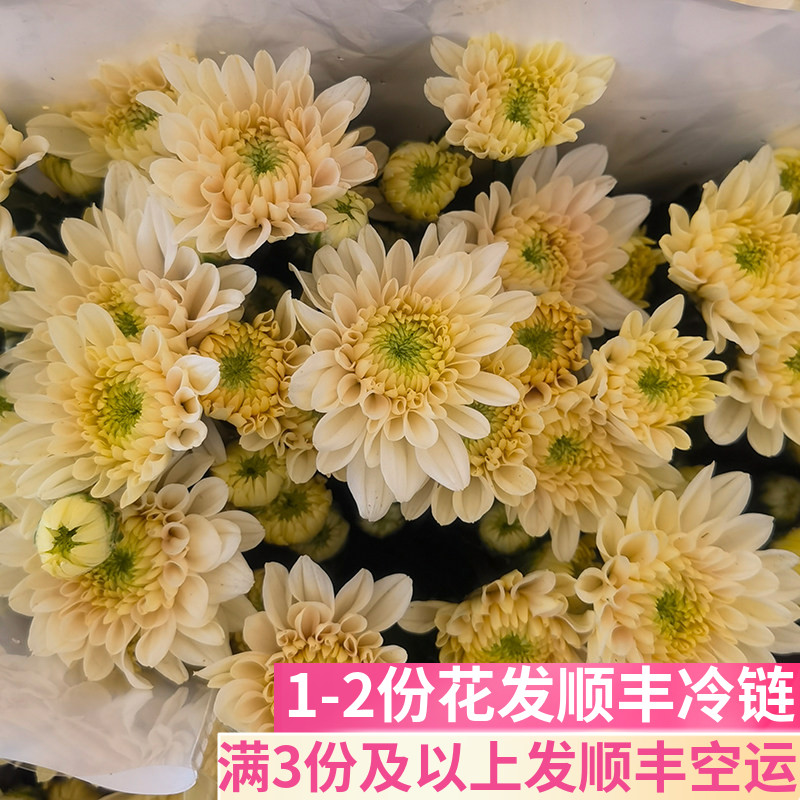 新鲜香草沙拉小雏菊基地直发