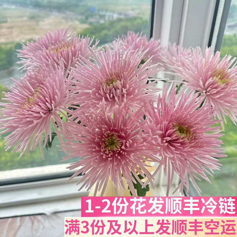 粉色烟花菊鲜花基地直发