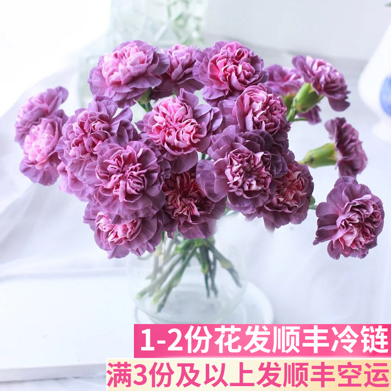 野马康乃馨鲜切花基地直发