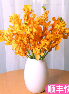 泰国进口千代兰橙色鲜切花云南昆明斗南鲜花基地直发束家用洋兰