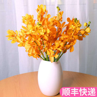 泰国进口千代兰橙色鲜切花云南昆明斗南鲜花基地直发束家用洋兰