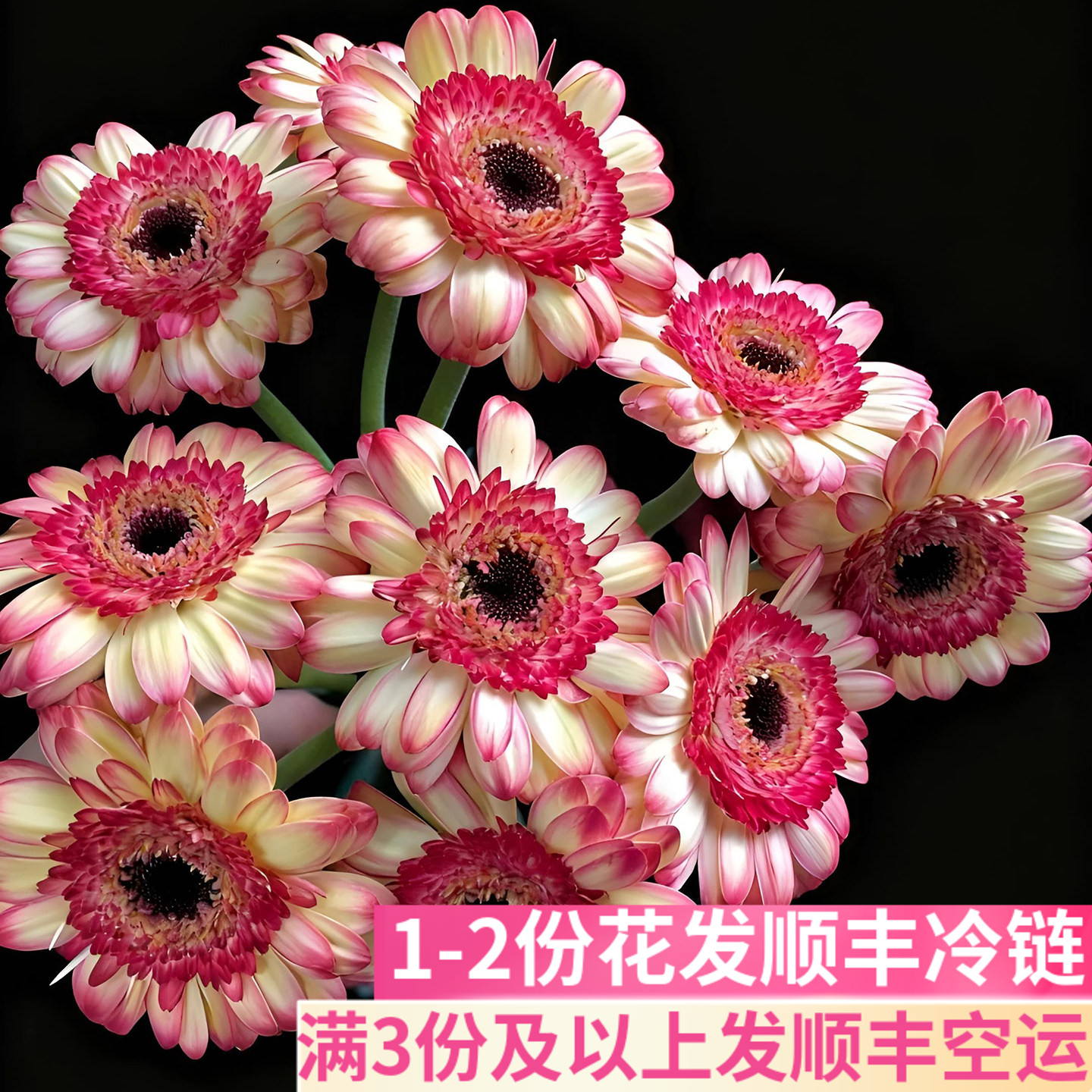 欢乐时光非洲菊弗朗花扶郎花稀有