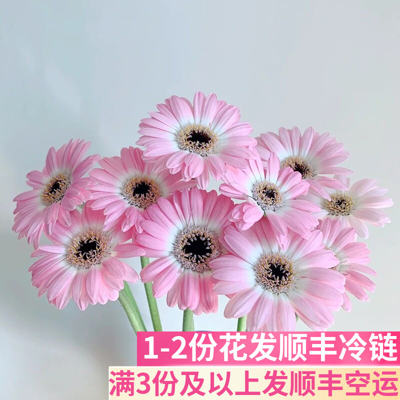 迷你珍爱弗朗非洲菊云南基地直发