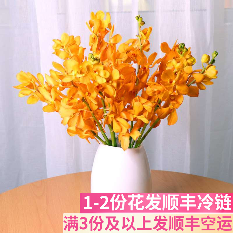 千代兰橙色客厅鲜花基地直发