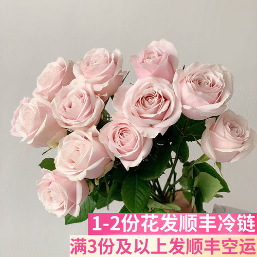 粉雪山水养玫瑰基地直发