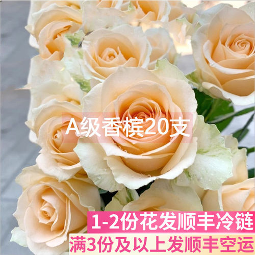A级香槟玫瑰花基地直发