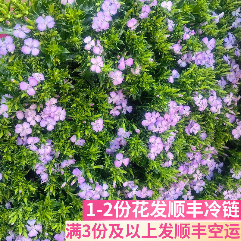 浅紫色青梅鲜切花基地直发