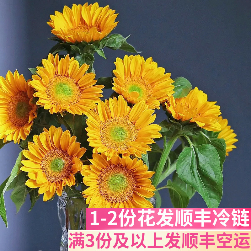 迷你绿心向日葵基地直发