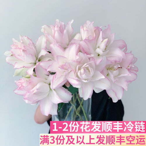 冰美人重瓣百合花香水重辫多瓣斗南鲜花基地直发昆明花卉市场顺丰 - 封面