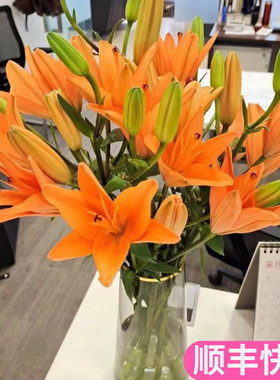 橙色亚百合花云南昆明斗南鲜花基地直发花卉真花插鲜切花梦想市场