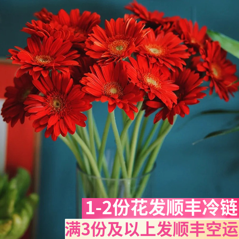 非洲菊红色弗朗扶郎礼物婚庆斗南基地直发花卉市场批鲜切花发顺丰 - 实物图
