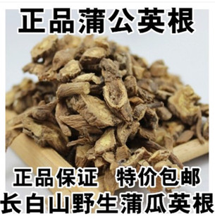 长白山蒲公英根中药材黄花地丁根500克包邮品质保证