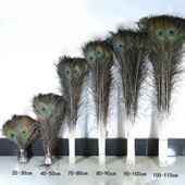 进口纯天然真孔雀羽毛尾羽多尺寸花瓶家居摆设客厅装 饰纳福摆件羽