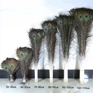 进口纯天然真孔雀羽毛尾羽多尺寸花瓶家居摆设客厅装饰纳福摆件羽