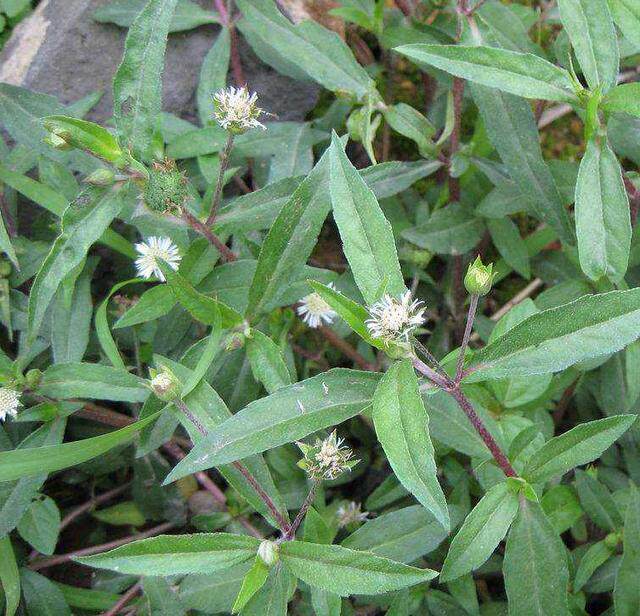 天然墨旱莲  新鲜现采黑墨草 旱墨莲鳢肠草水旱莲中草药500g 包邮