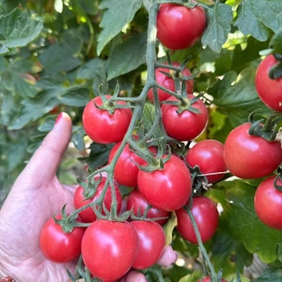新鲜攀枝花千禧番茄超甜小番茄圣女果新鲜水果生吃小番茄小西红柿