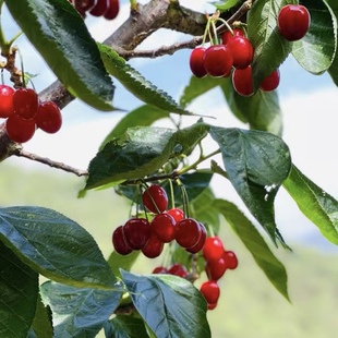 四川小樱桃攀枝花米易黄草小樱桃玛瑙红纯甜小樱桃顺丰空运包邮