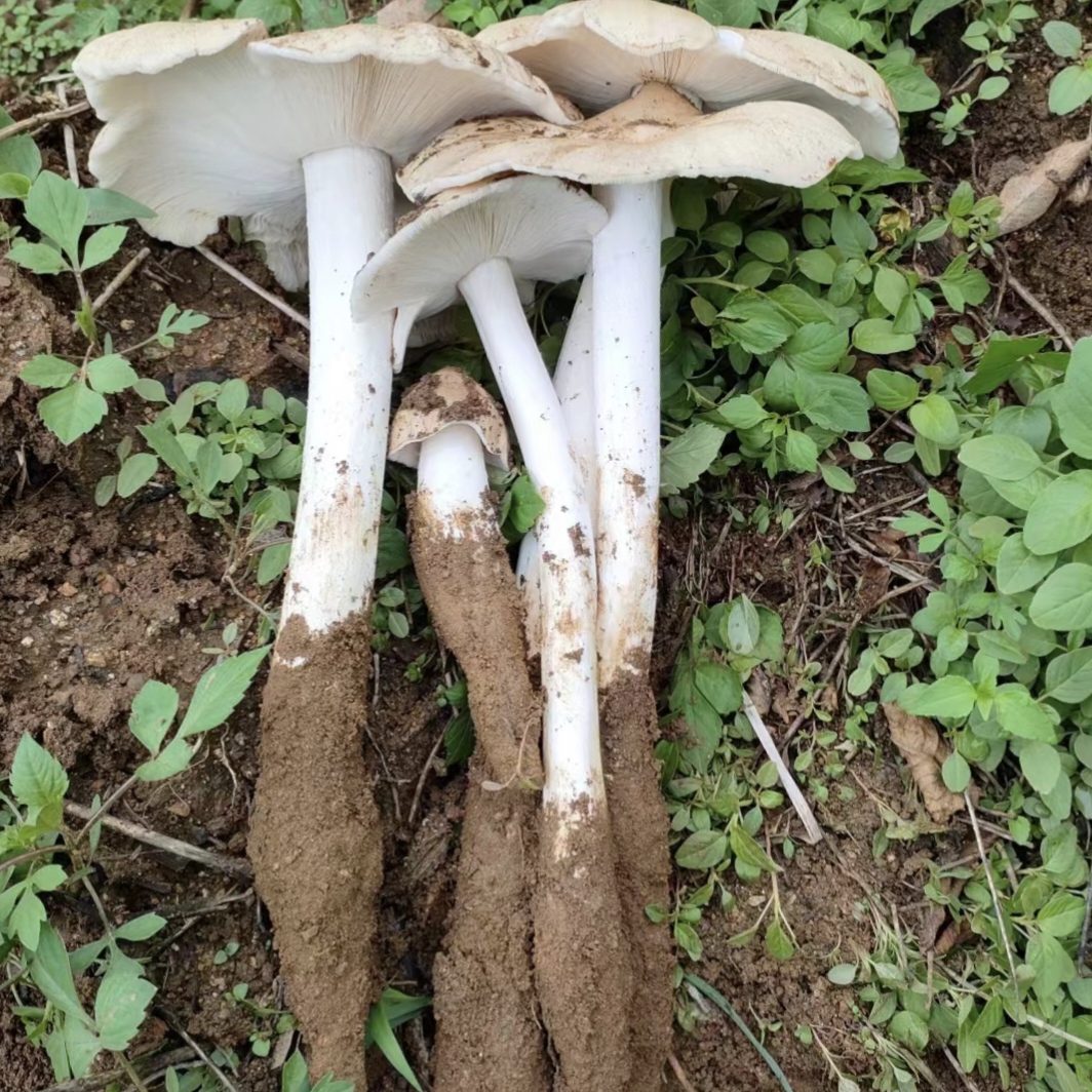 新鲜现货四川野生鸡枞菌500g新鲜现货火把鸡枞大鸡枞斗鸡菇伞把菇