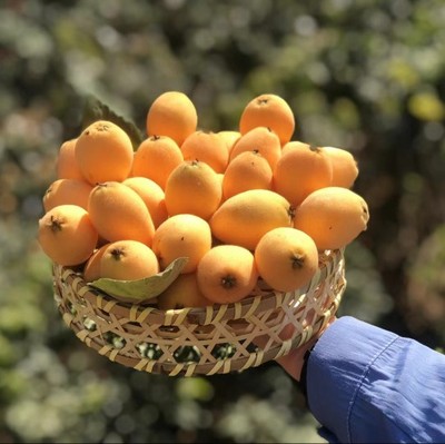 新鲜水果米易枇杷大五星枇杷