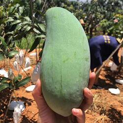 自家农场四川攀枝花芒果金煌芒10斤现摘新鲜当季水果孕妇可食包邮