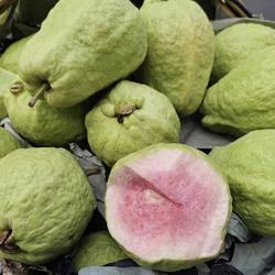 新鲜米易红心芭乐番石榴当季新鲜红肉胭脂番石榴应季水果包邮