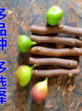 新鲜无花果枝条  现剪现发  无花果扦插枝条无花果嫁接枝条树枝条
