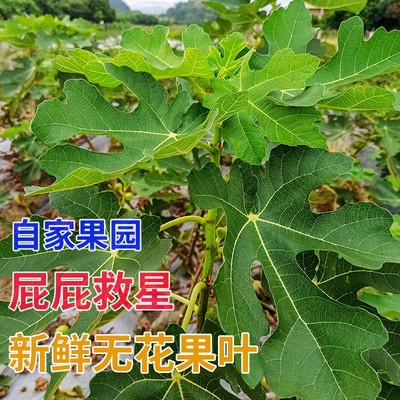 现摘：现摘新鲜无花果叶片