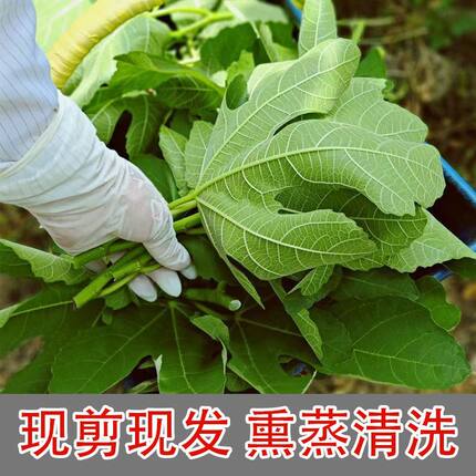 新鲜无花果叶子中药材青皮无花果叶片现摘现发泡茶煮水熏洗煲汤