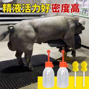 优质育种级国寿黑种猪精原种黑金刚人工授精配种60ml*2瓶黑猪精子