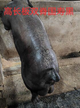 原种国寿黑金刚种公猪精液猪种精人工配种授精60ml*2瓶黑猪精子