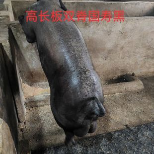 原种国寿黑金刚种公猪精液猪种精人工配种授精60ml*2瓶黑猪精子