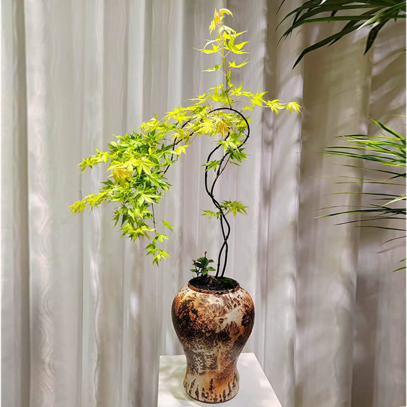 武汉同城绿植盆景枫树盆栽禅意盆景流泉枫室内阳台植物花卉盆栽