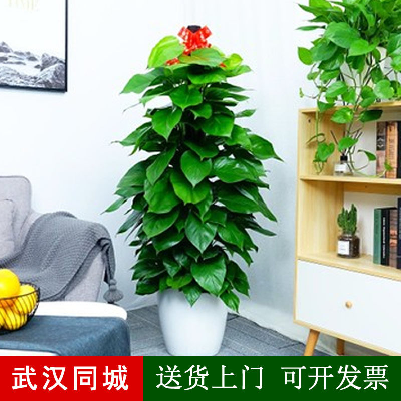大叶绿萝盆栽武汉绿萝柱室内客厅大型绿植办公室绿化植物吸甲醛