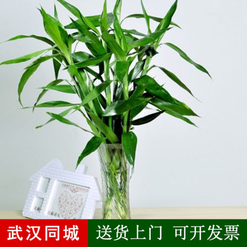 水培富贵竹观音竹开运转运节节高办公室客厅室内花卉绿植物盆栽 - 封面