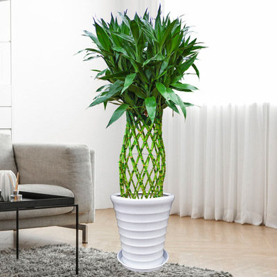 富贵竹盆栽大绿植转运竹开运室内客厅办公室植物乔迁开业送礼竹笼