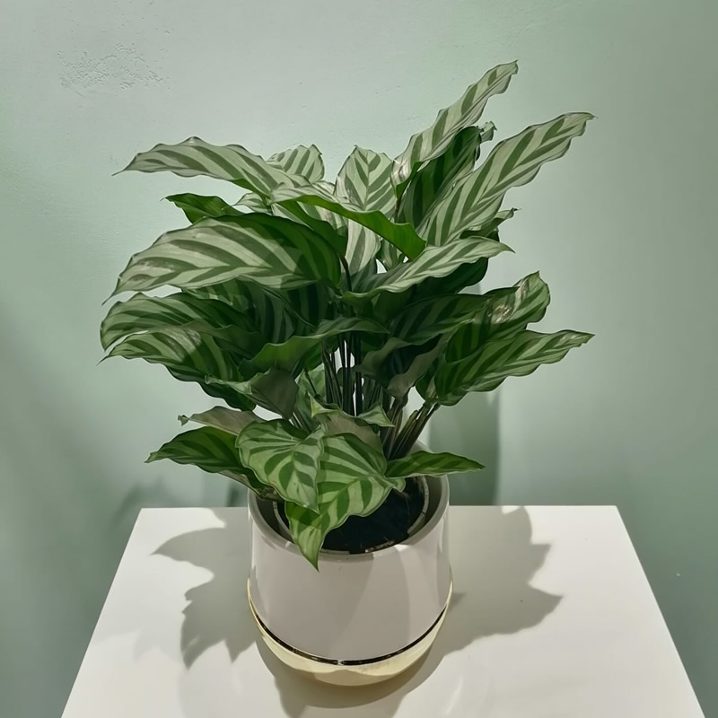 翠叶竹芋办公室客厅桌面盆栽植物室内花卉净化空气好养绿植