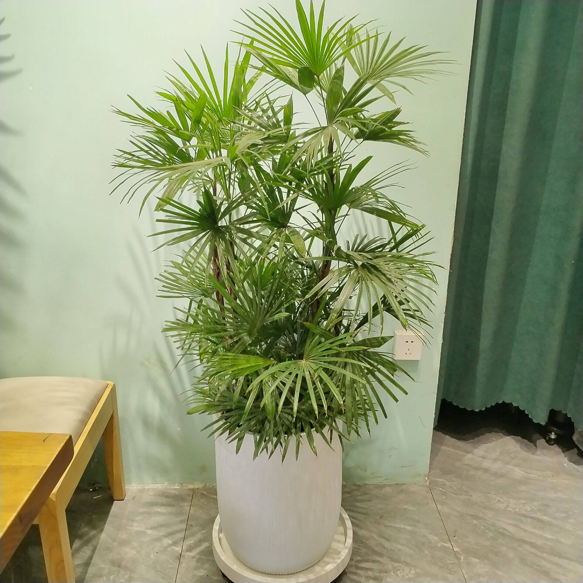 金山棕盆栽室内阳台绿植棕竹客厅办公室花卉净化空气植物