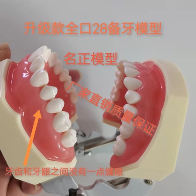 牙科材料口腔器械种植离体粒树脂牙备牙模型根管排龈开髓模型练习