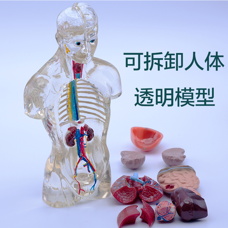 透明人体心脏大脑可拆分解剖模型