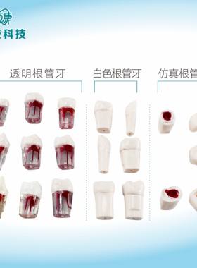 口腔技能考试练习仿真牙粒根管开髓牙树脂牙离体牙备牙种植牙模型