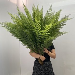 仿真马耳蕨软胶大蕨叶商场室内落地造景装饰波斯蕨仿真绿植摆件