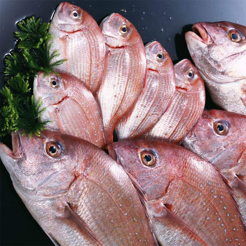 海鱼新鲜加吉鱼深海鱼刺身生鱼片鲜海鲷鱼斑加吉加真鲷铜盆鱼红鲷图片