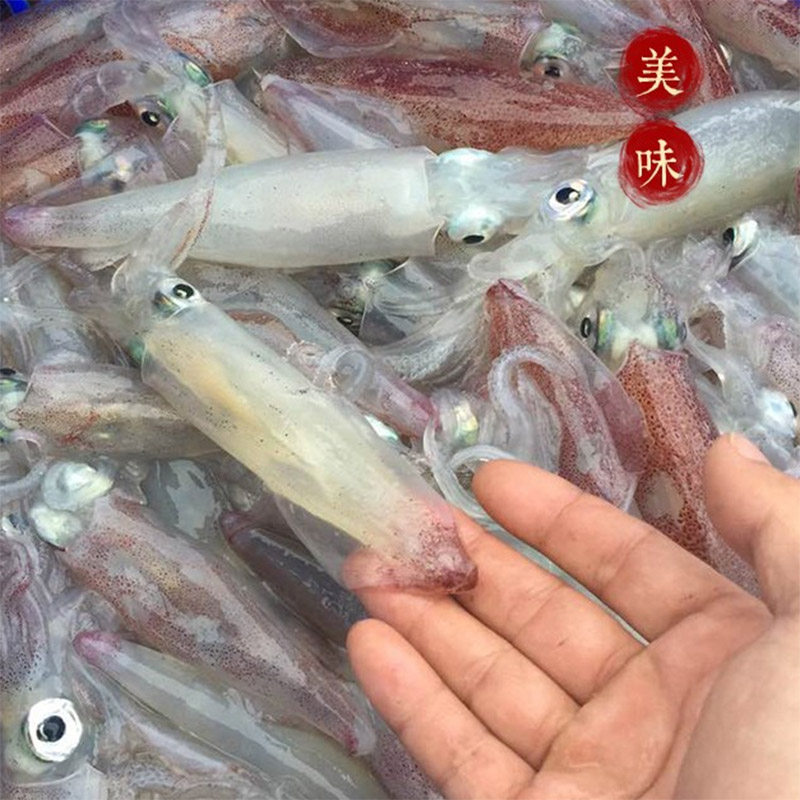 小管笔管鱼小鱿鱼东山海鲜活冻小管水煮鱿鱼野生海兔子