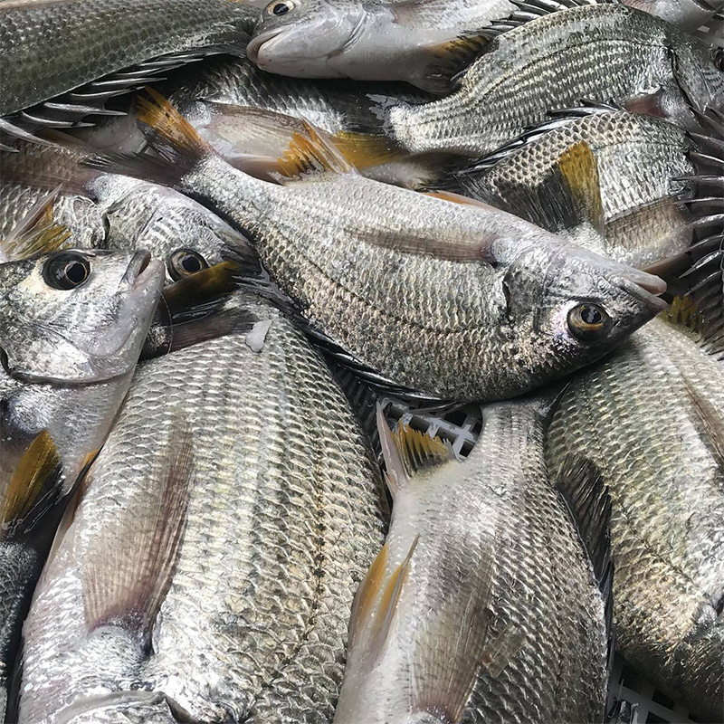海钓黄翅鱼黄刺鱼海鲜活冻新鲜急冻活冻500g顺丰冷链孕妇宝宝辅食,水产肉类/新鲜蔬果/熟食,其它,淘宝优惠券,粉丝福利购,淘宝优惠卷