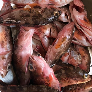 海捕鲜活石翁鱼石九公虎头鱼野生小红斑宝宝辅食孕妇补钙火锅食材