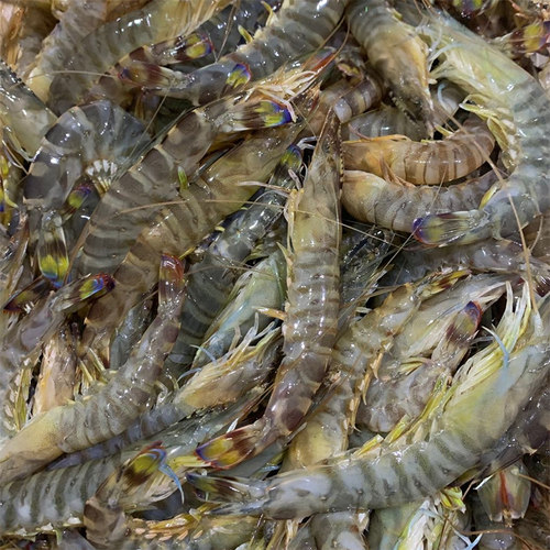 鲜活海鲜野生斑节虾竹